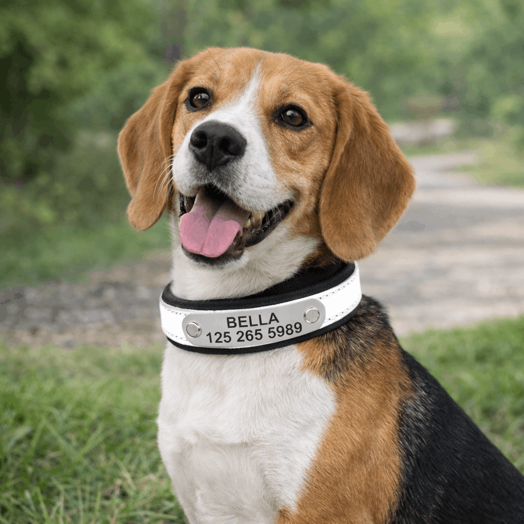 collier réfléchissant personnalisable pour chien - Paradis Chien