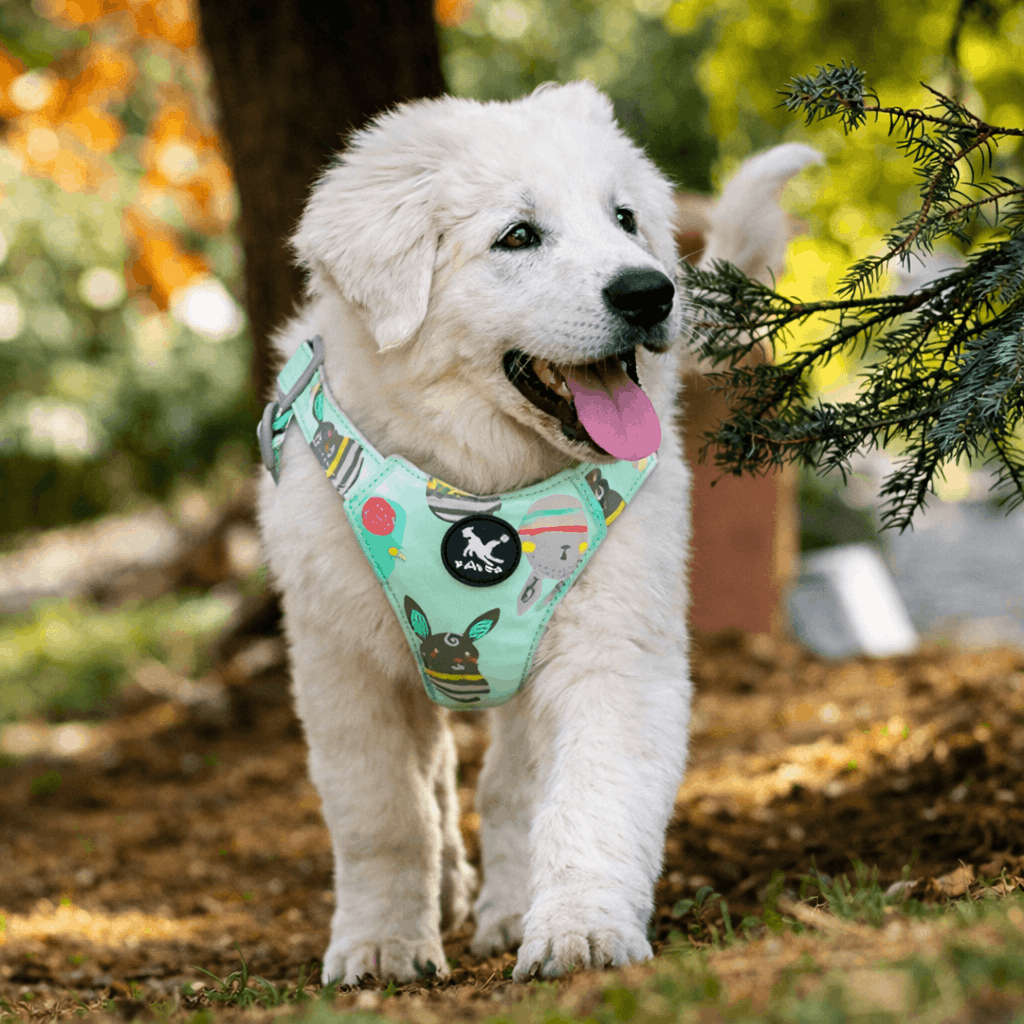harnais chien sans passer la tête - Paradis Chien