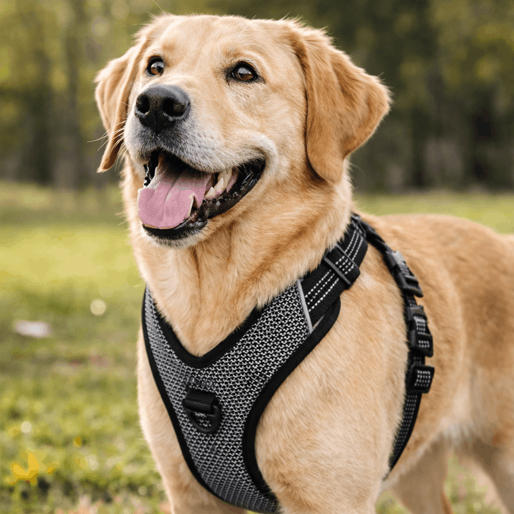 Harnais de dressage confortable et sécurisé pour promenades maîtrisées