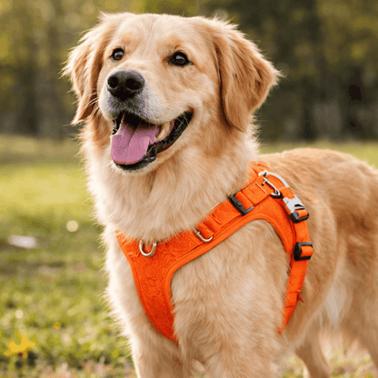 Harnais réglable pour chien