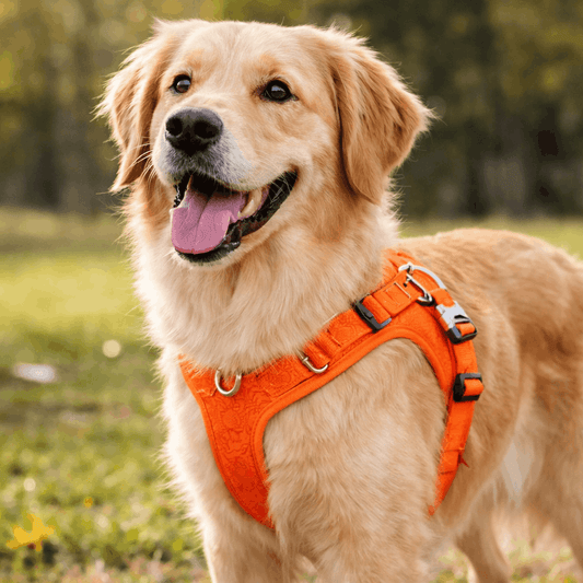 Harnais réglable pour chien