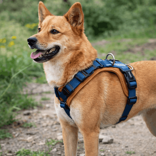 Harnais Résistant pour chien
