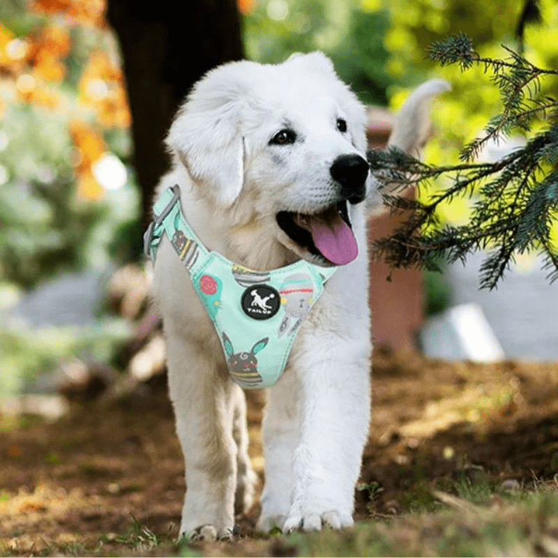 harnais chien sans passer la tête chiot