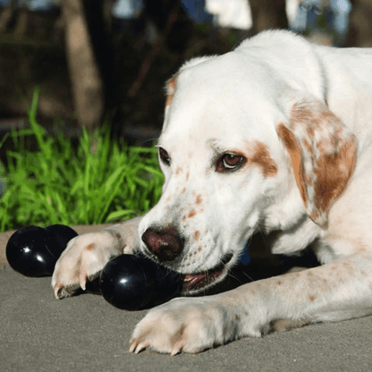 kong os chien noir labrador