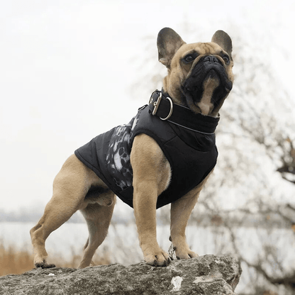 manteau de pluie pour chien​ bouledogue