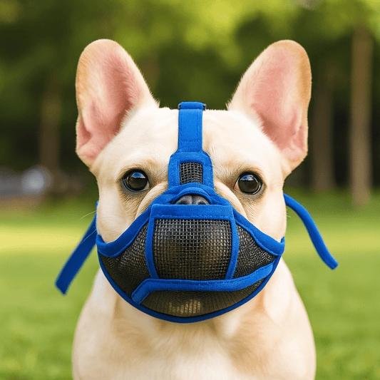 museliere bouledogue français