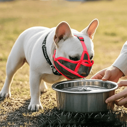 museliere bouledogue français boire eau