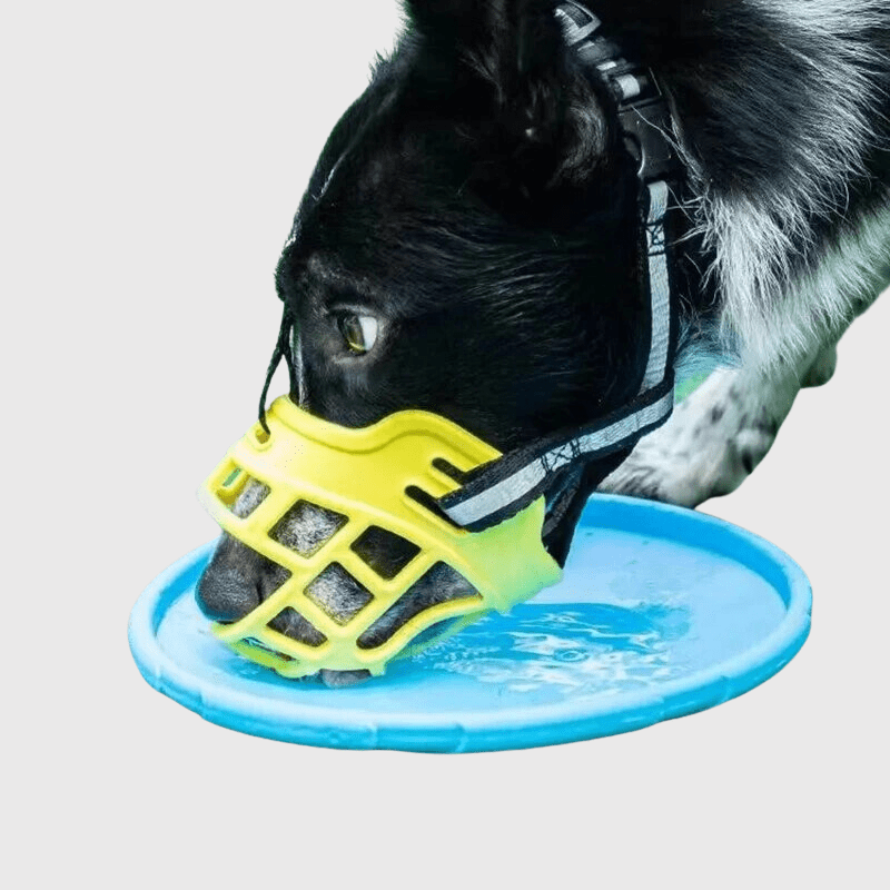 muselière chien baskerville eau