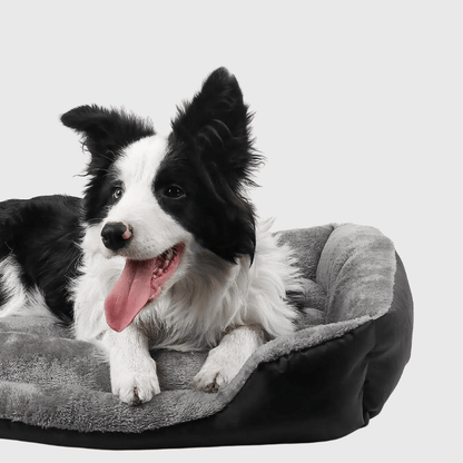 panier pour grand chien border collie