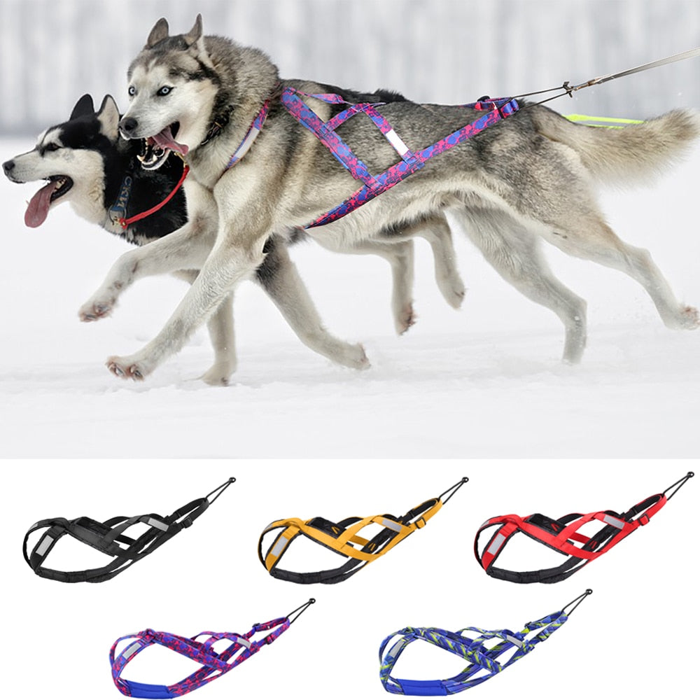 Harnais course chien huskys