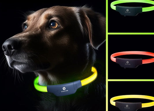 collier fluo pour chien 